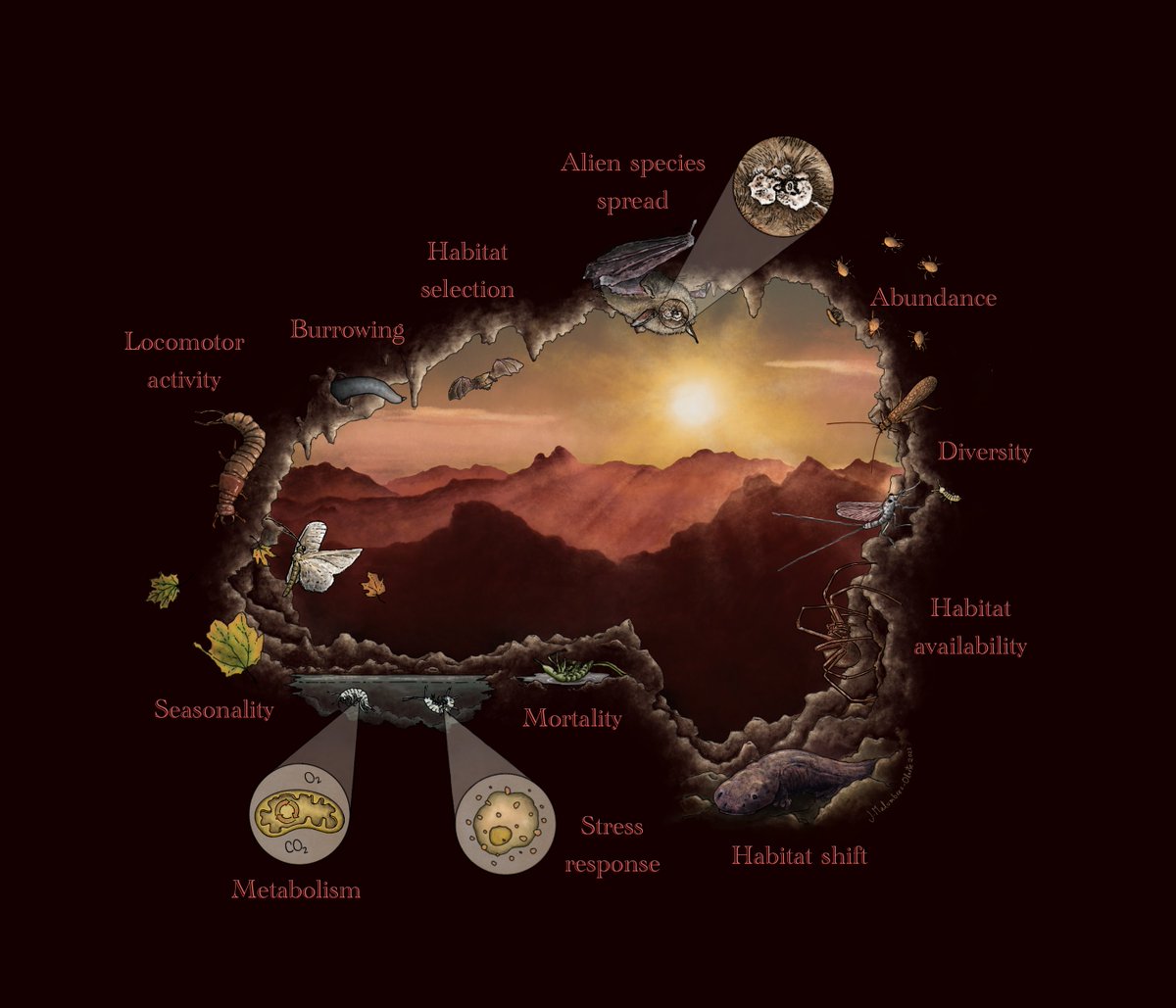 New global meta-analysis in <a href="/OneEarth_CP/">One Earth</a> quantifying the magnitude of different climate change impacts in subterranean ecosystems. Read #OA here:

cell.com/one-earth/full…

/w <a href="/davidsannnn/">David Sánchez</a> <a href="/tizdilorenzo/">Tiziana Di Lorenzo</a> <a href="/ElenaPiano2/">Elena Piano</a> and many others!

Illustration by @jago_MO