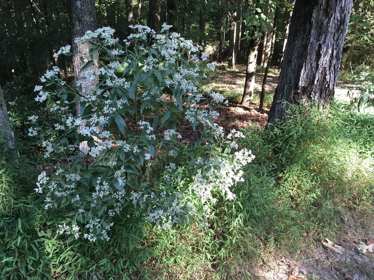 FernHoller's tweet photo. If you could choose your #heaven …what would you choose? I would choose dogs, birdsong &amp; wildflowers tall in a sunshine smudged with the golden haze of an eternal #Autumn 🍂 I’m #BlessedAndGrateful to be in my heaven, if only for 6 weeks of the year #ellijay #ellijayga #northga https://t.co/RWyNlmP13T