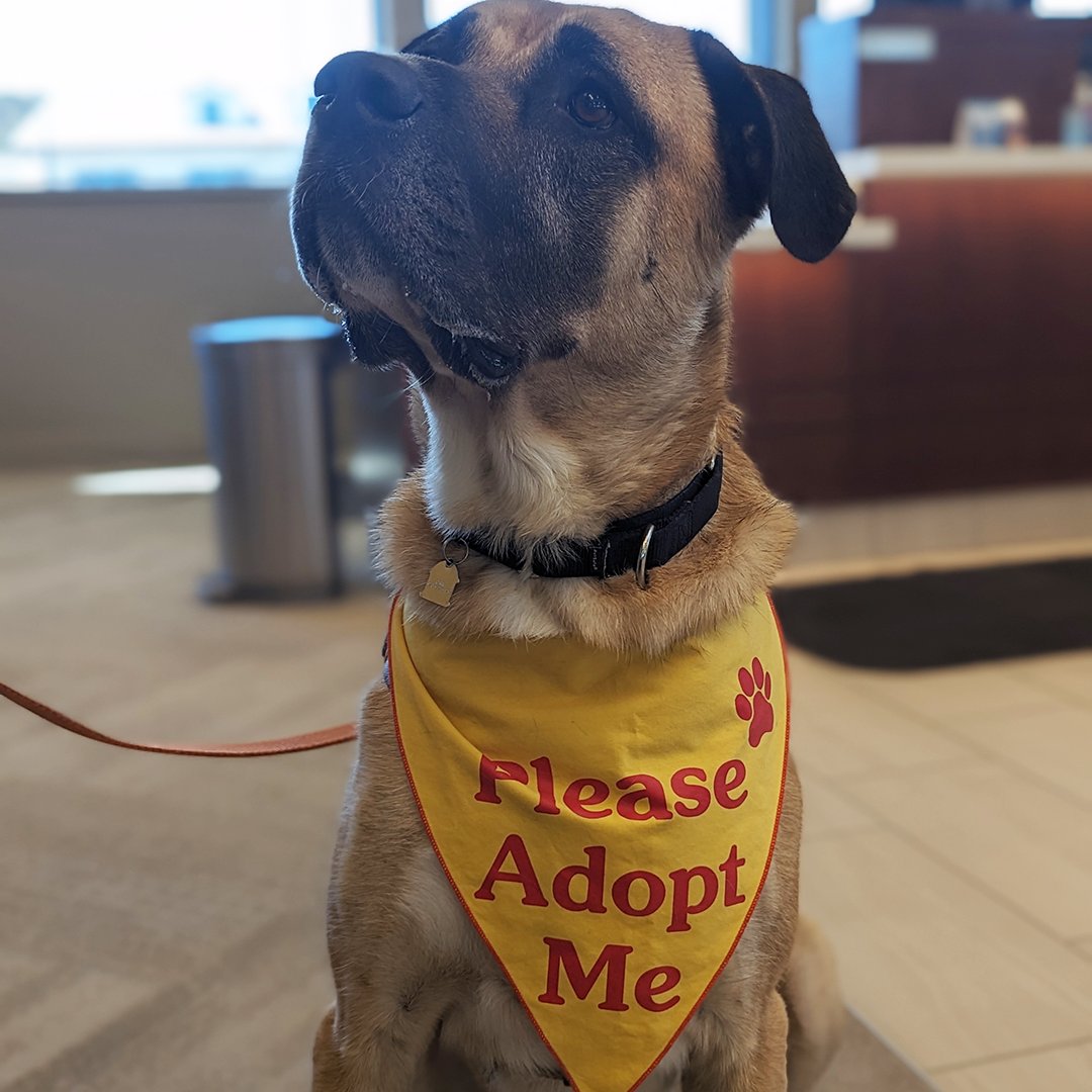 It’s FirstBank Adopt-a-thon this weekend at Colorado Animal Rescue (C.A.R.E). From Thursday, Sept. 28th, through Saturday, Sept. 30th, all adoption fees at C.A.R.E will be covered by FirstBank. 🧡 🐶

To learn more visit: bit.ly/3RFkorD