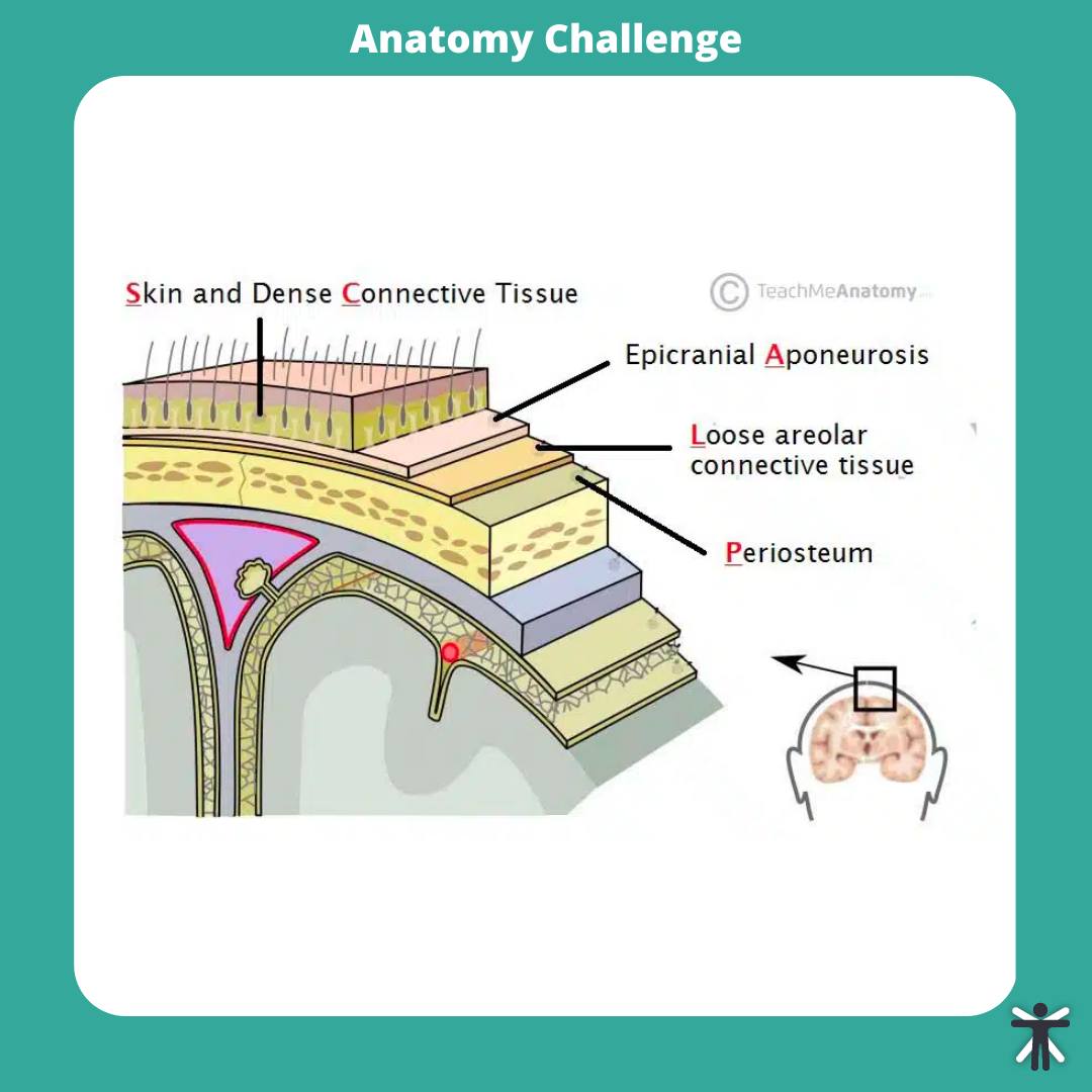 Teachmeanatomy's tweet photo. Anatomy challenge of the week🏆 How well do you know the layers of the scalp? 🤯
Read the full article: https://t.co/sio0XR9JgC
#quizyourself #meded #medschool #medicalstudent #medstudent #premed #premedlife #nursing #nursingschool #pastudentprobs https://t.co/7b2dnIhQyX
