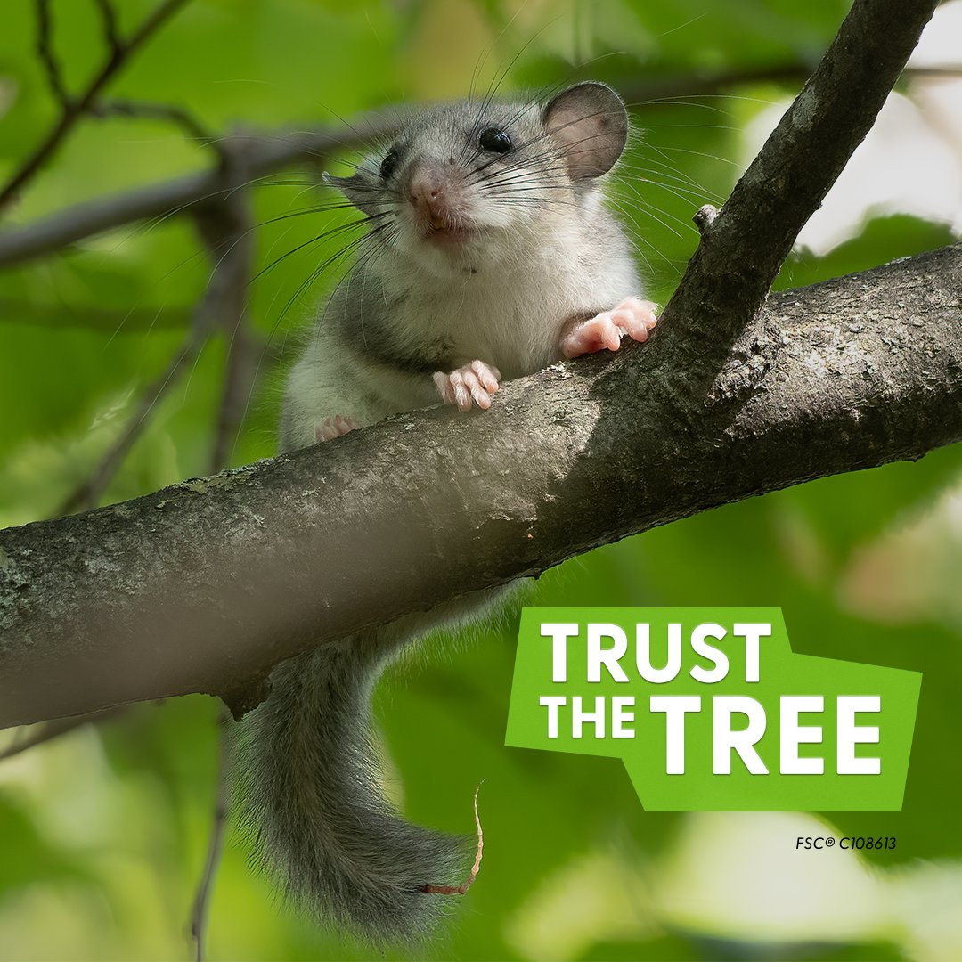 EnfieldDoorsUK1's tweet image. #FSCForestWeek has ended, but our commitment to the forests continues! Trust the Tree and continue to Choose FSC throughout the year. 

Stay updated on FSC’s work by signing up to their newsletter: mailchi.mp/fsc.org/newsle… 
#TrustTheTree @FSC_IC

FSC® C108613