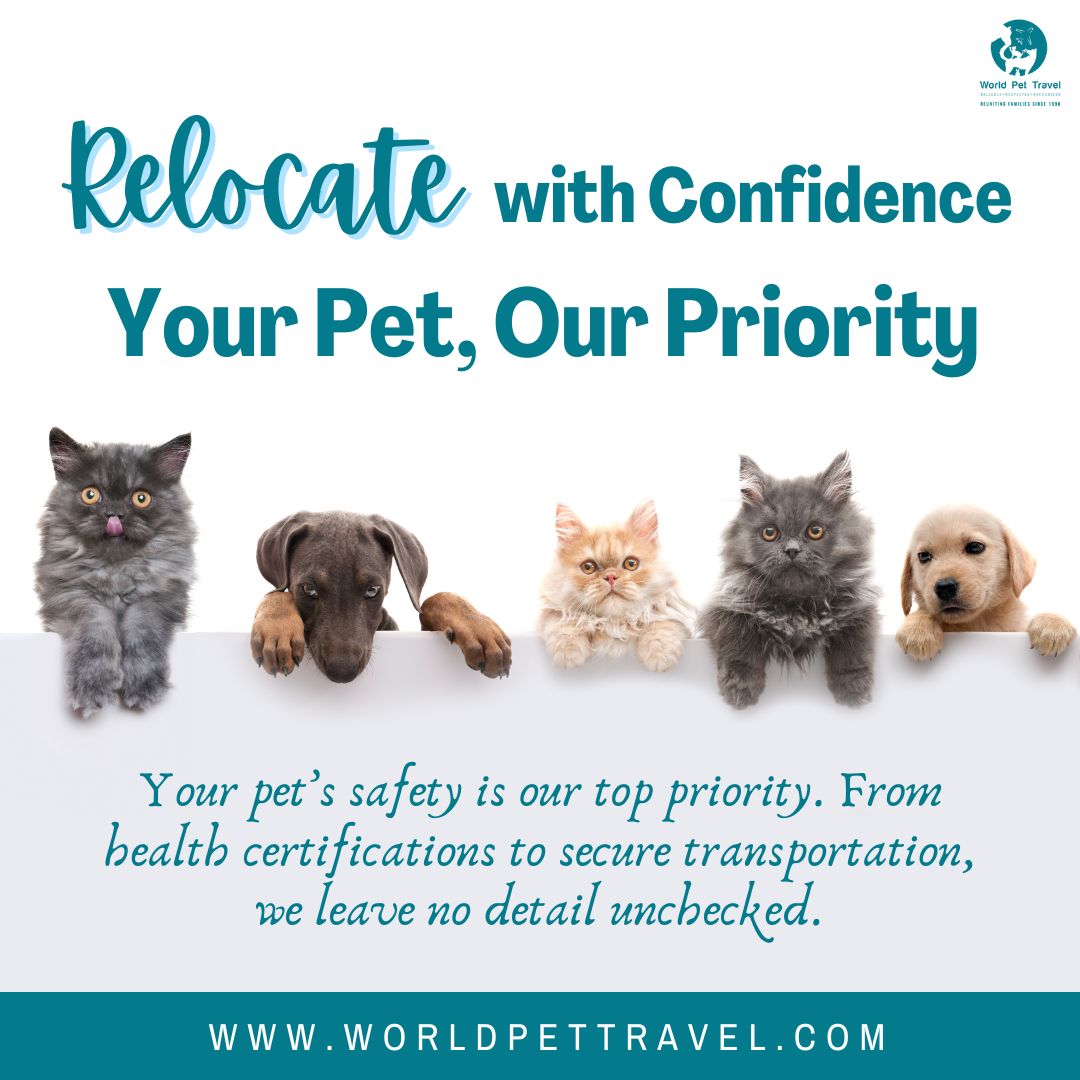 WorldPetTravel's tweet photo. Move with peace of mind, your furry friend is in good hands. 🐾 Our top priority is your pet's safety. From health certifications to secure transportation, we've got every detail covered. Learn more at https://t.co/PrXALinP3u. 🌍🐶
.
#petshippingexperts #ipata #pettravelexperts https://t.co/SkqZn42KPK