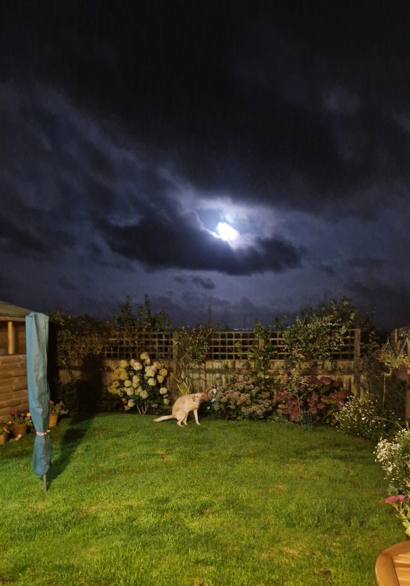 @AboveAsBelow777 My attempt at a #lunafullmoon pic early this morning. 1 dog set off the sensor light whilst the other photobombed taking a crap 😂