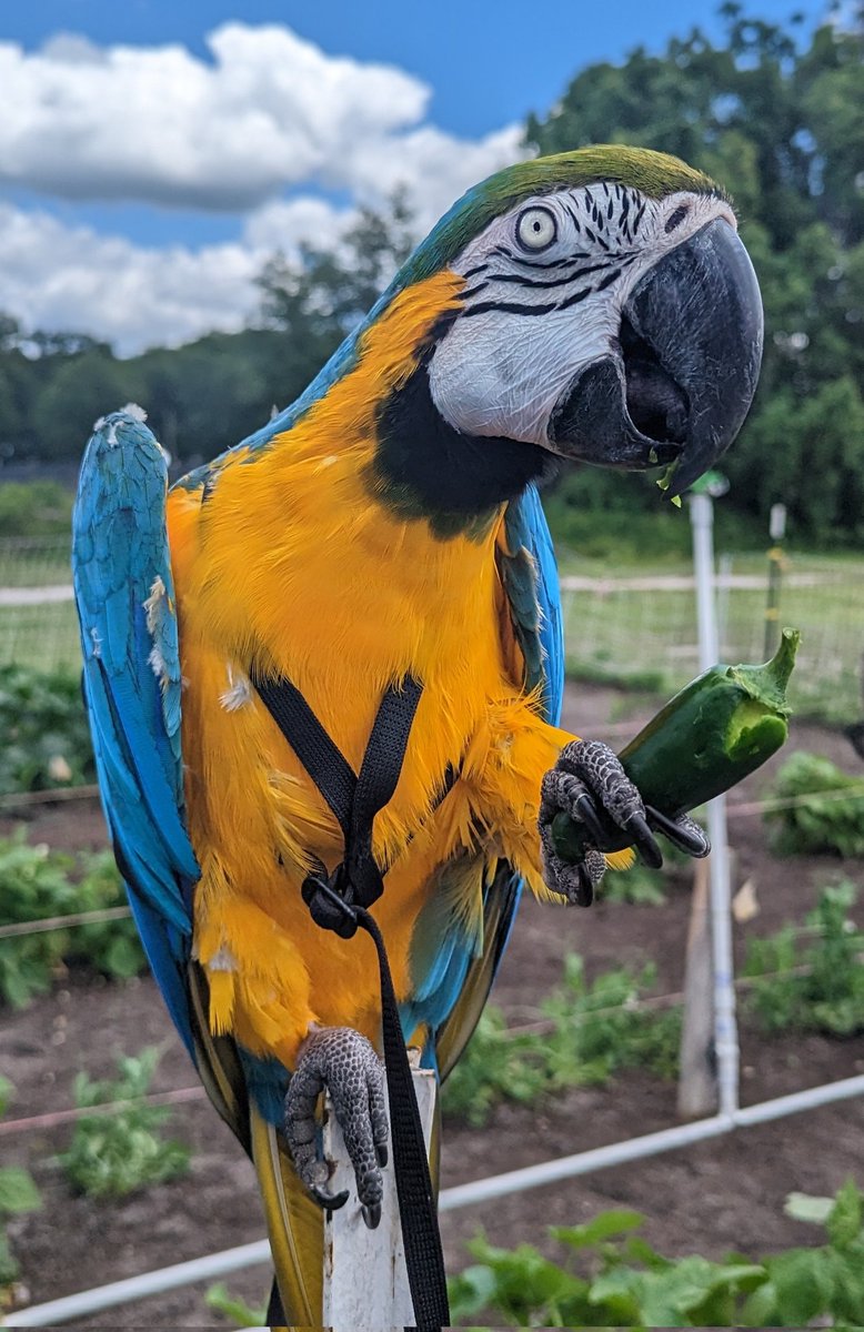 Jack 🦜 tweet media