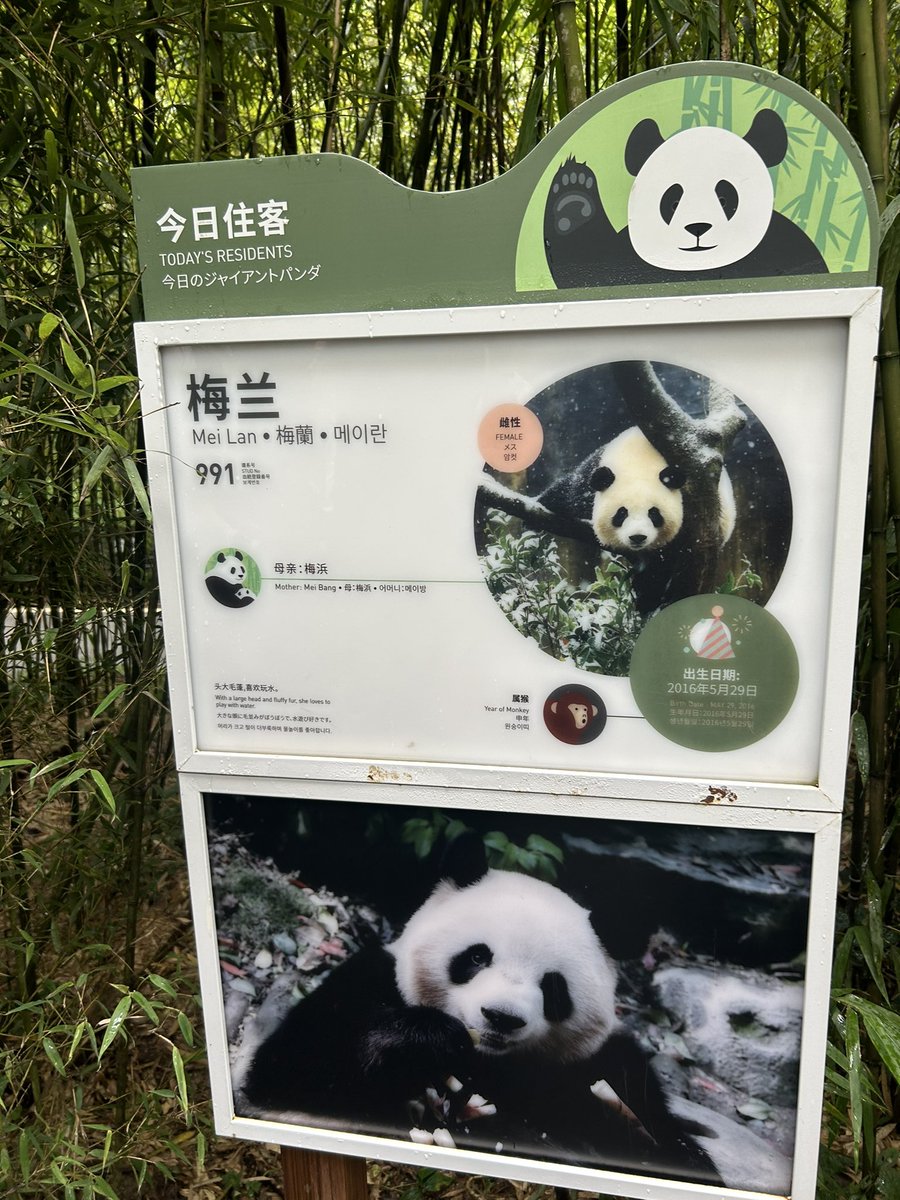 lovepanda_co's tweet photo. 今天看到了梅兰肉肉😽 https://t.co/L32EVNvKQ0
