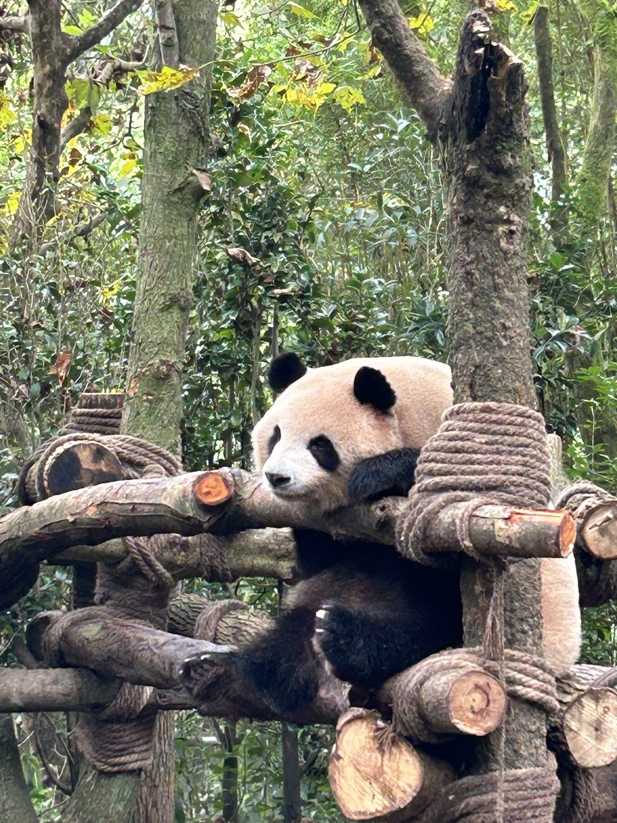 lovepanda_co's tweet photo. 今天看到了梅兰肉肉😽 https://t.co/L32EVNvKQ0
