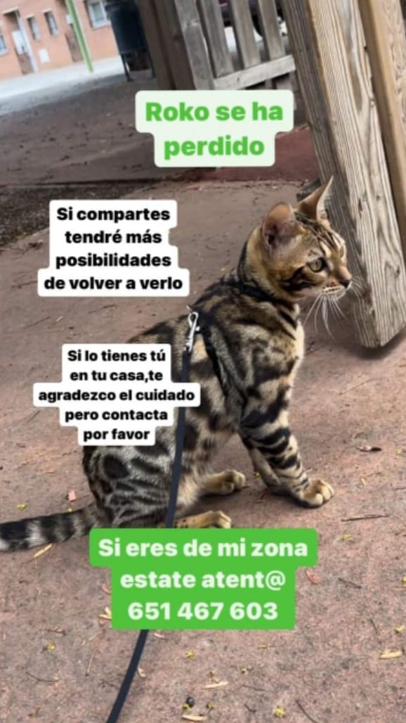 DIFONC Gat perdut a Can Rull (#Sabadell). Telèfon de contacte a la foto. 🆘🐈💙