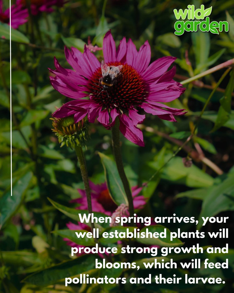 WildGardenEarth's tweet photo. It's fall, time to prep for spring!

#nature #garden  #rewilding #backyardbiodiversity #wildgarden https://t.co/a279twymtg