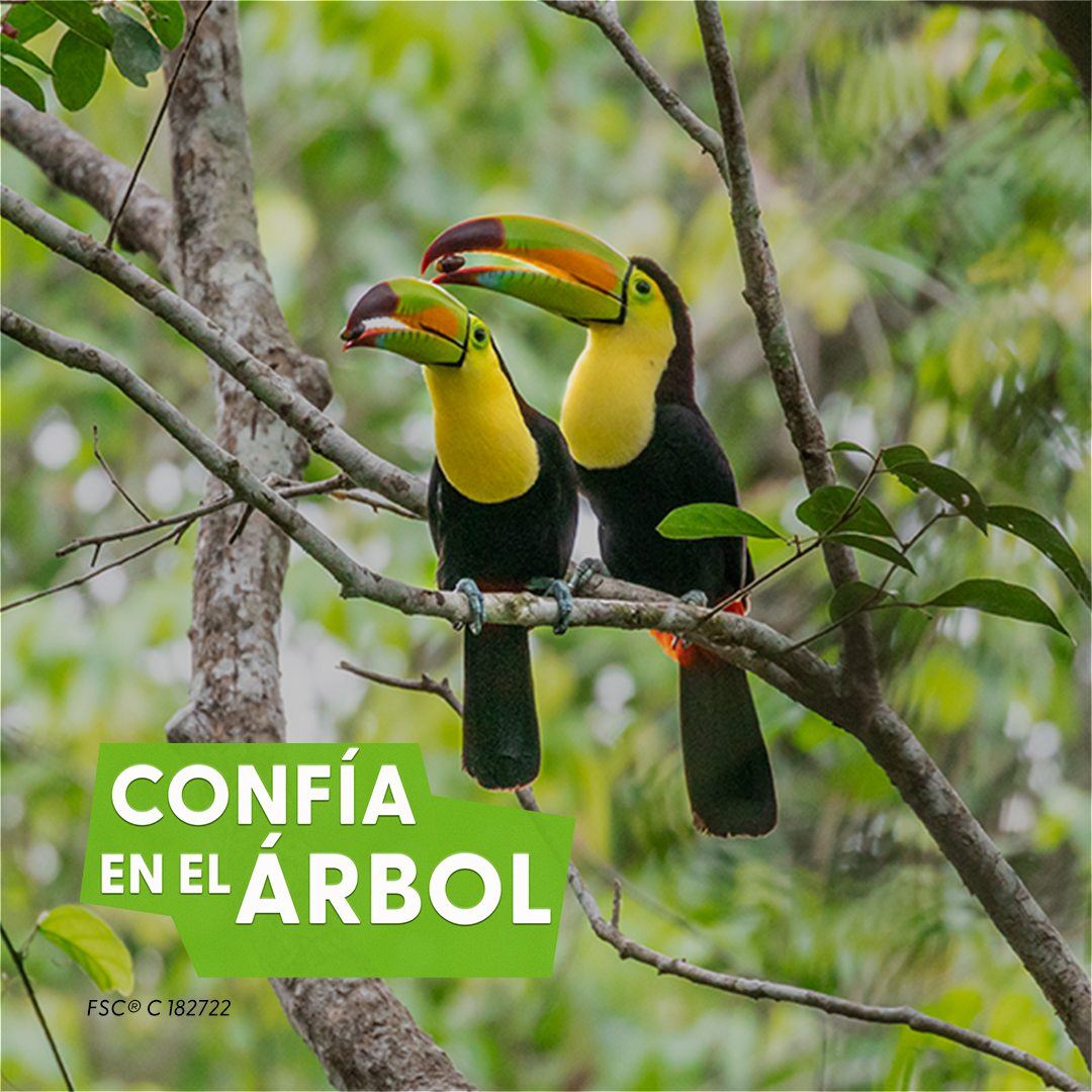 MaderasUnidas's tweet photo. La Semana del Bosque del FSC ha terminado,   pero continúa nuestro compromiso con los bosques. Confía en el Árbol y elige   siempre FSC. Mantente al día del trabajo del FSC, suscríbete a su boletín https://t.co/FN4oWkgG8E
#TrustTheTree #FSCForestWeek https://t.co/4Z5QALlu3H