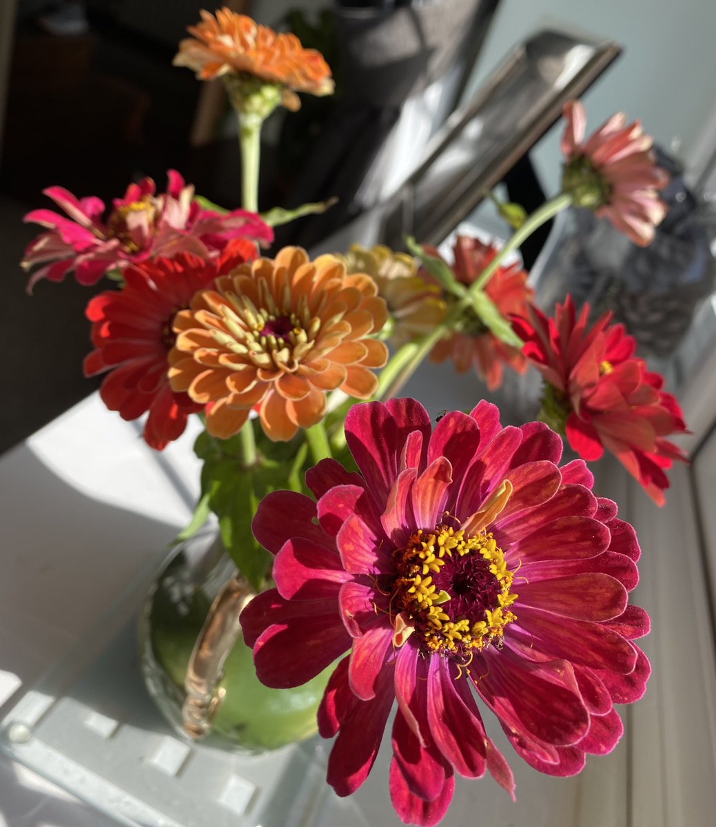 Somewhe07814641's tweet photo. It’s zinnias for this week’s #FlowersOnFriday I have literally cut hundreds for the house and for friends, they are just wonderful🥰 

#GardeningX #GardeningTwitter #Flowers #WhatsInYourVase #SeptemberMornings https://t.co/eZbn7b5zkF