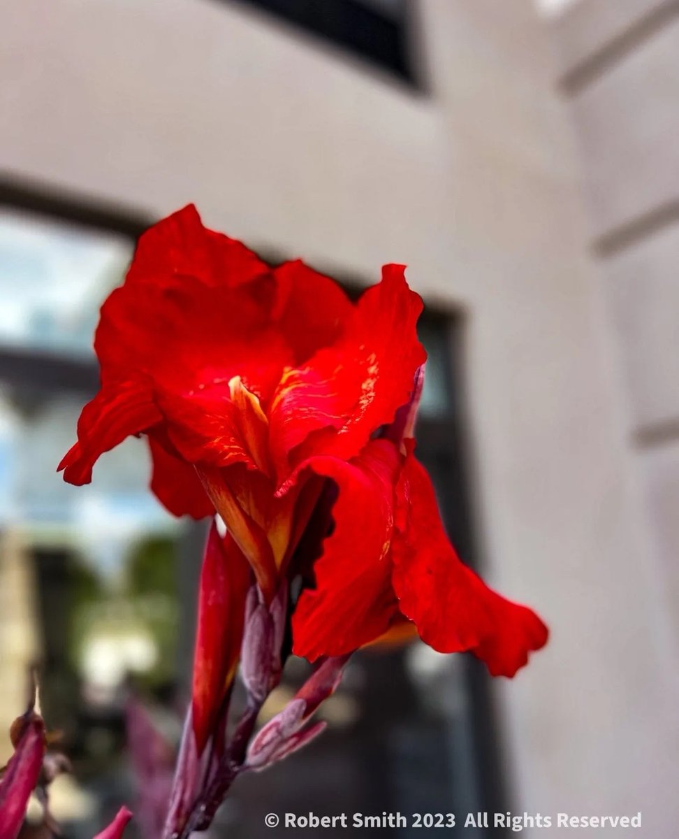 iraqdad1216's tweet photo. Sunday Flowers: Red Canna Lily
#Sunday #robertsnapspot #photographyblog #yourflowersbyday #FOTD #photography #beauty #FBD #shotoniPhone #Sep2023 #postaday #iPhone13ProMax #SundayFlowers #TwitterNatureCommunity #YourFlowersbyDay #photooftheday #CannaLily #SidewalkScene https://t.co/uzd7ljzn6b