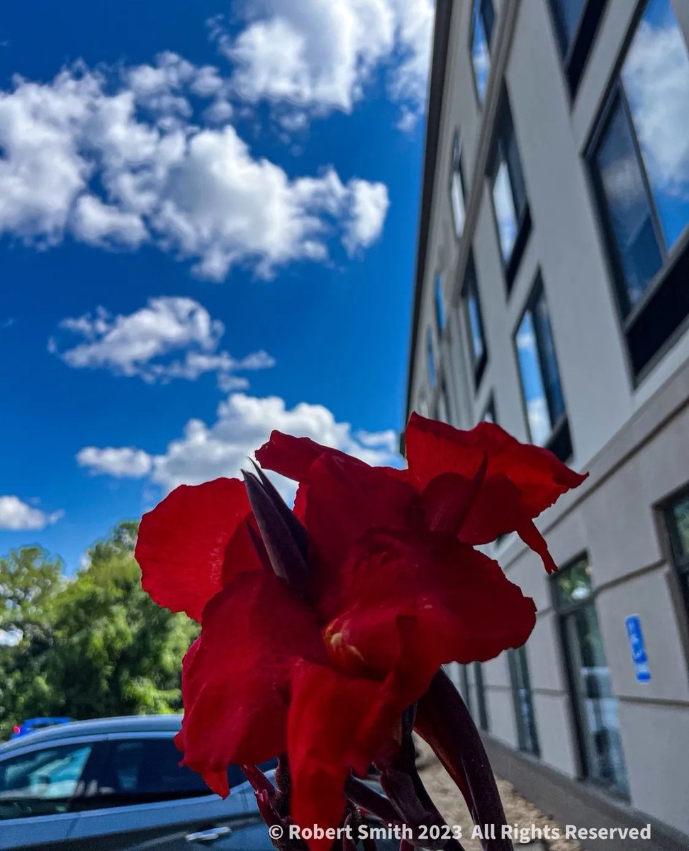 iraqdad1216's tweet photo. Sunday Flowers: Red Canna Lily
#Sunday #robertsnapspot #photographyblog #yourflowersbyday #FOTD #photography #beauty #FBD #shotoniPhone #Sep2023 #postaday #iPhone13ProMax #SundayFlowers #TwitterNatureCommunity #YourFlowersbyDay #photooftheday #CannaLily #SidewalkScene https://t.co/uzd7ljzn6b