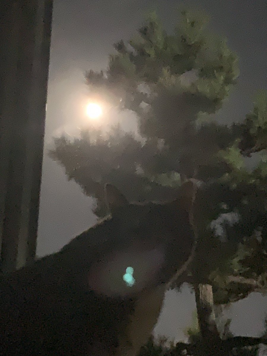 綺麗だねお月さま、、、
え？見てる？
違うとこ見てない？
#猫のいる生活
#中秋の名月
#ごましお