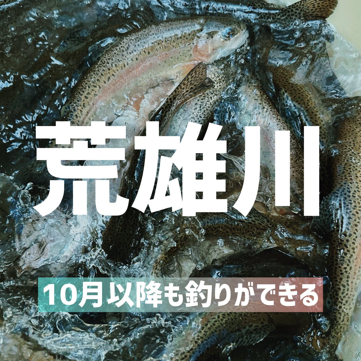 yukio_kawaasobi's tweet photo. 渓流禁漁後も釣りが楽しめる河川シリーーーーーーズ‹‹\(´ω` )/››‹‹\(´ω` )/››‹‹\(´ω` )/››

---
つりチケ　遊漁券情報
鳴子漁協　1日遊漁証 C&amp;R 区間限定
販売開始　10月1日
利用期間　10月1日～11月30日
---
釣れる魚種、エリアはつりチケや漁協ホームページをご確認ください🎣 https://t.co/8z5VIUpv5Y