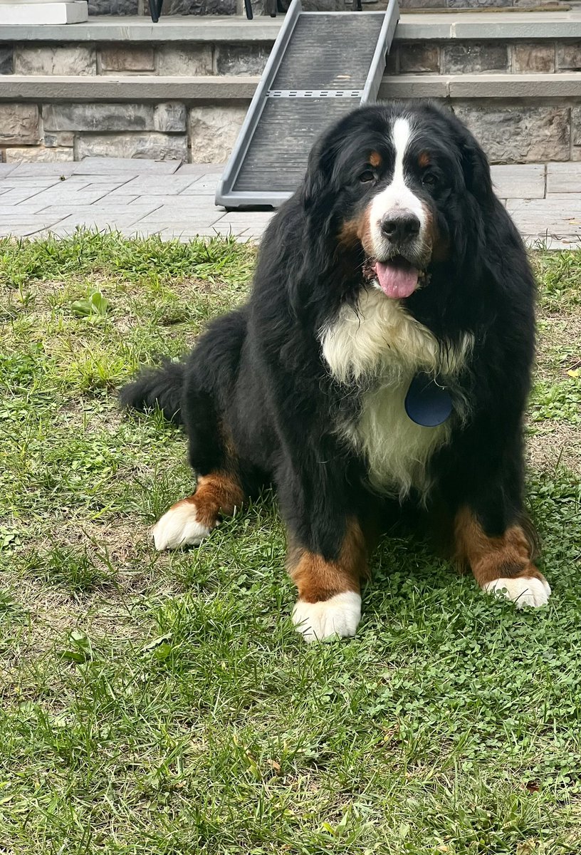 RevaliTheBerner tweet media