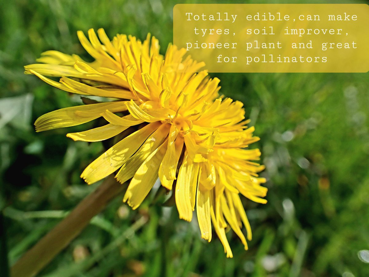 #FridayFlowers from the #Dandelion Appreciation Club brought to YOU with #Green LOVE 💗💚

#ljgreenfingers #downthedoubleplot #allotmentlife #SaveTheBees #WarOnWildlife