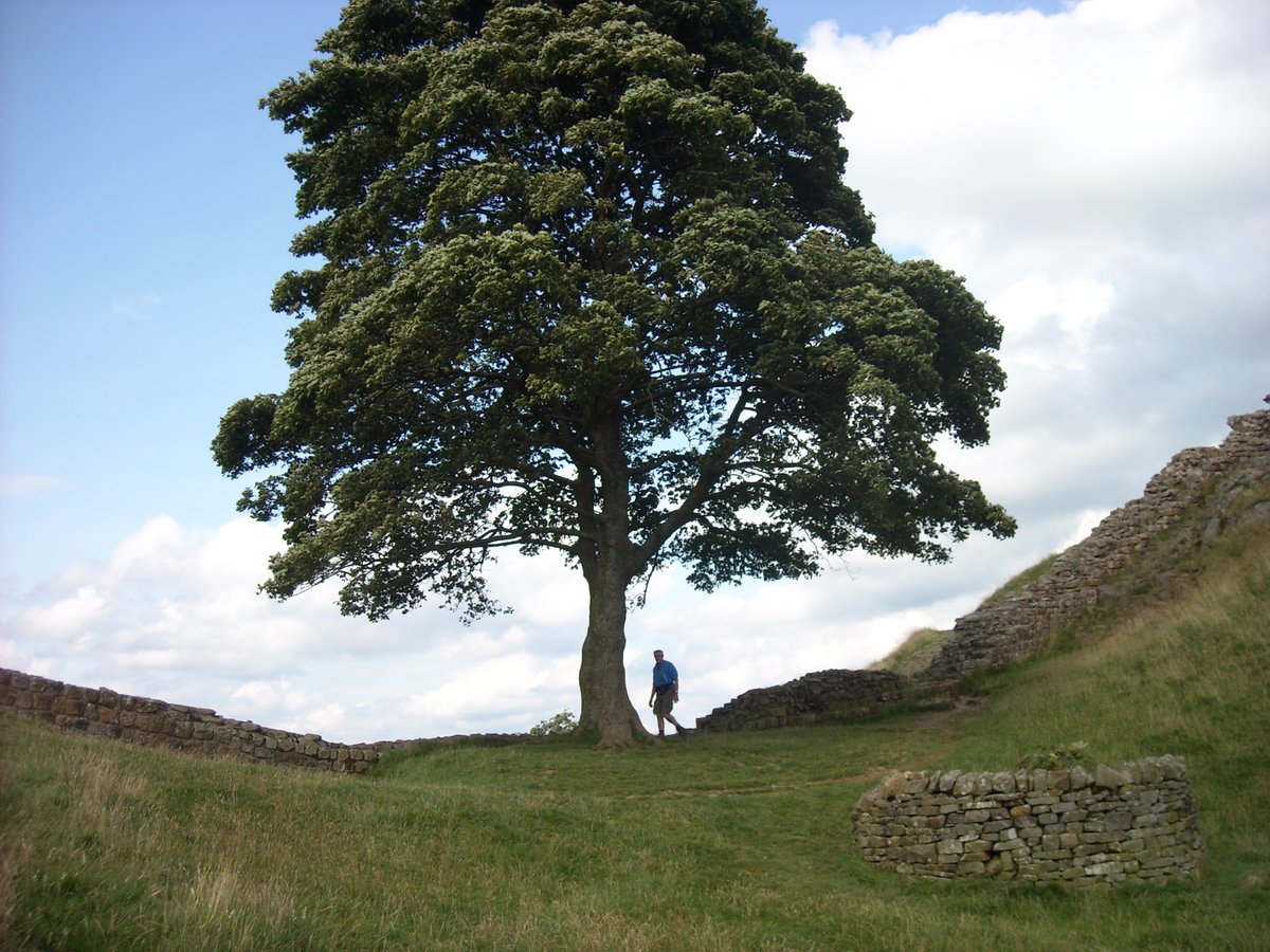 Johngodwyer1's tweet photo. In what appears a mindless act of vandalism, the famous sycamore tree on Hadrian's Wall has been cut down. It really was the most iconic location on the route. Here I am passing it on my English coast-to-coast walk in 2019. What is the world coming to? https://t.co/jq4IeXH3gK