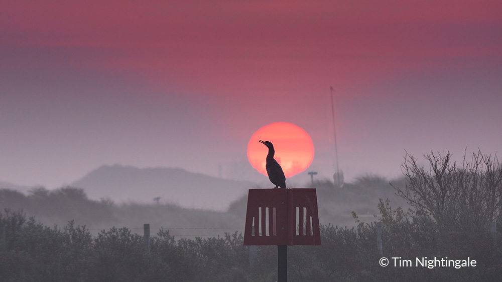 We will be sharing the 12 finalists from our photo competition this week 1. Cormorant at Sunrise - Tim Nightingale Our Judges said 'Beautifully composed image of a Cormorant against the sun showcasing the Sussex coastal landscape.' Vote here: sussexwildlifetrust.org.uk/photovote