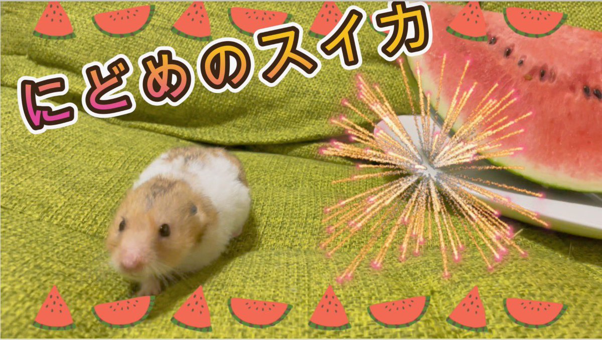 mochimalu_co_jp's tweet photo. やぁみんな🐹
もちまるーむ公開したよぉー🌻
時期はずれのスイカだけど見てねっ🍉ひひん♫
そして！動画の最後にはまたまた嬉しい発表があるのでお忘れずにぃー✨

https://t.co/0tCGbGnxmM
みてねっ⭐️いーっし！！！

#もちまる　#ハムスター　#YouTube https://t.co/YCEEnSJzTc