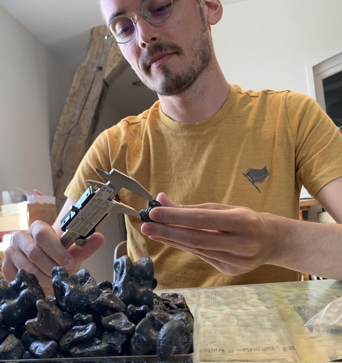 #FossilFriday These days I've had the opportunity to work on ruminant fossils from the Quatrehomme collection housed at the Musée La Monnaye in Meung sur Loire. A very pleasant experience ! 🦌🦒🦬