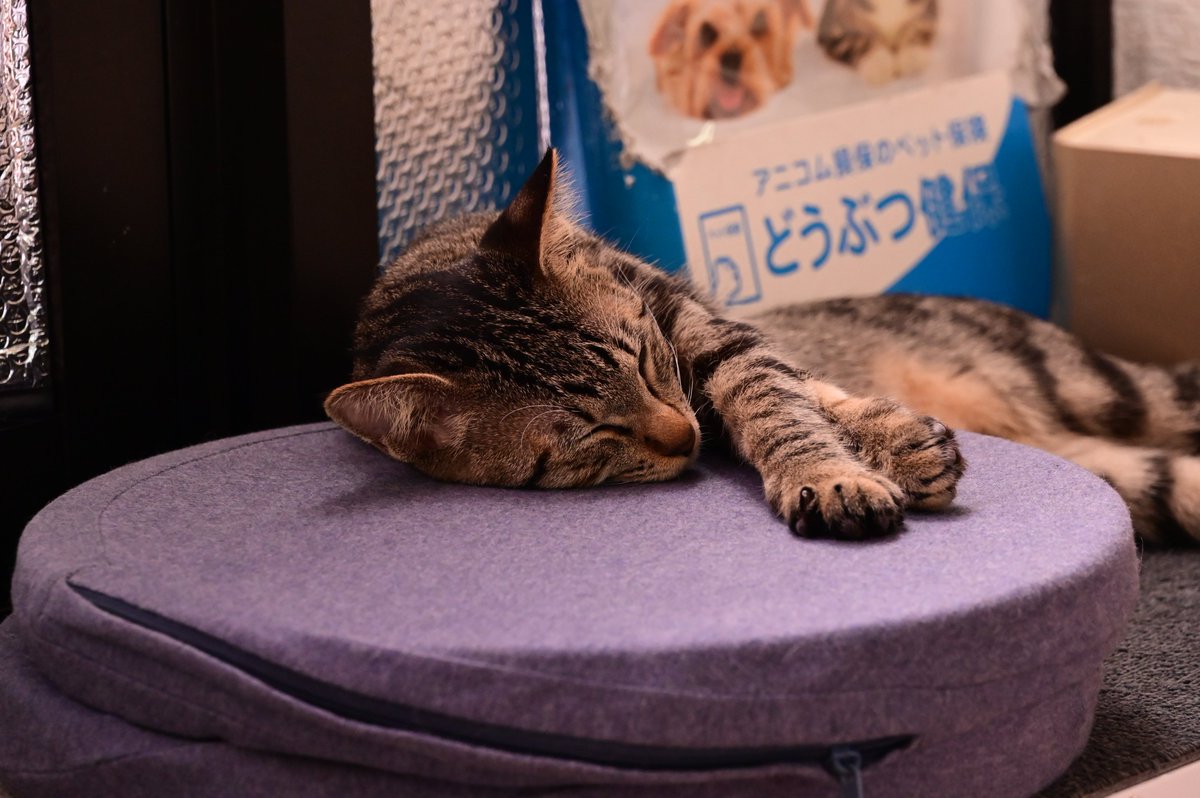 ooshintsuku's tweet photo. 滑り込みで今月も猫カフェmfmfさんへ。

猫ぱわーをたくさんもらったので、これでまたひと月頑張れる！

#猫カフェmfmf
#猫写真 https://t.co/TYGqxsDShs