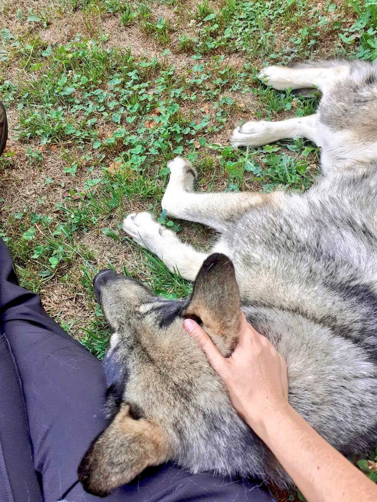 Luliirvalbu's tweet photo. Carrete de Otoño para la morriña.
🍂🌲💛🐺☀️
#Horcadas
#leonesp 🦁🧡 https://t.co/HG92LDQOGG