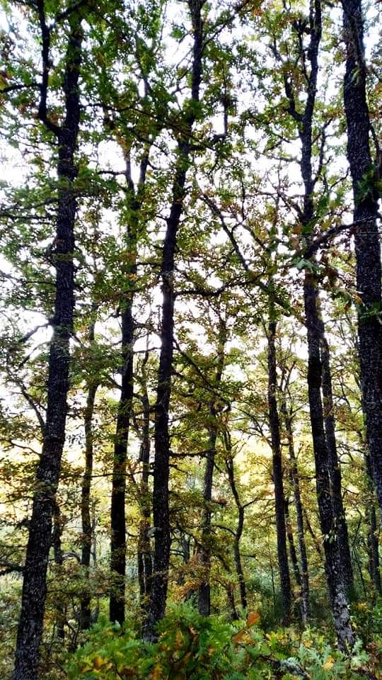 Luliirvalbu's tweet photo. Carrete de Otoño para la morriña.
🍂🌲💛🐺☀️
#Horcadas
#leonesp 🦁🧡 https://t.co/HG92LDQOGG
