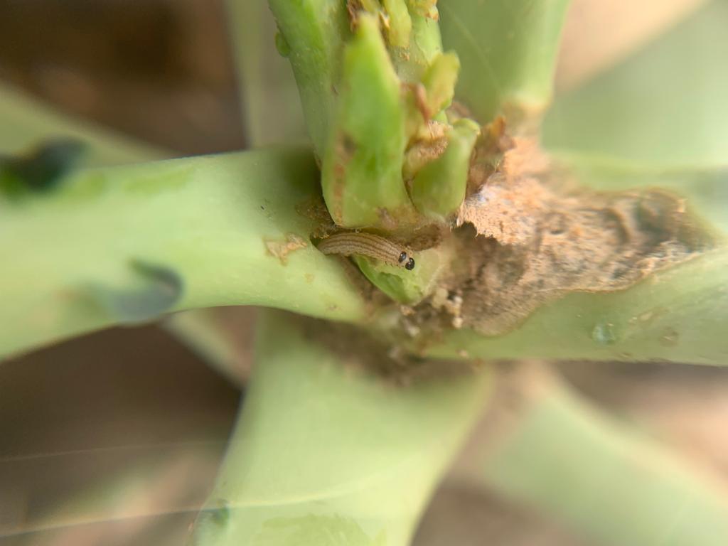 Este año, las coles del #ValleDelEbro están siendo afectadas por Hellula sp., una #polilla que deja ciegas a las plantas y que sólo está presente en nuestro campos en determinadas campañas. Por lo visto, la de 2023/2024 es una de ellas.

#hellula