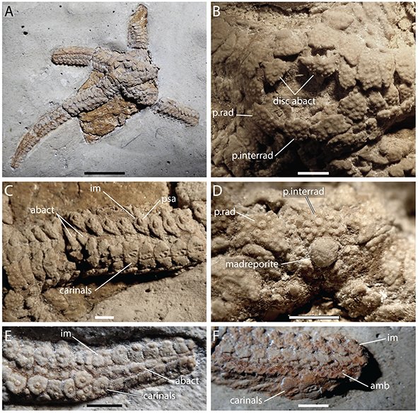 New: @marine_fau & Villier – Mesozoic stem-group zoroasterid sea stars imply a delayed radiation of the crown group and adaptation to the deep seas doi.org/10.1080/147720… #FossilFriday