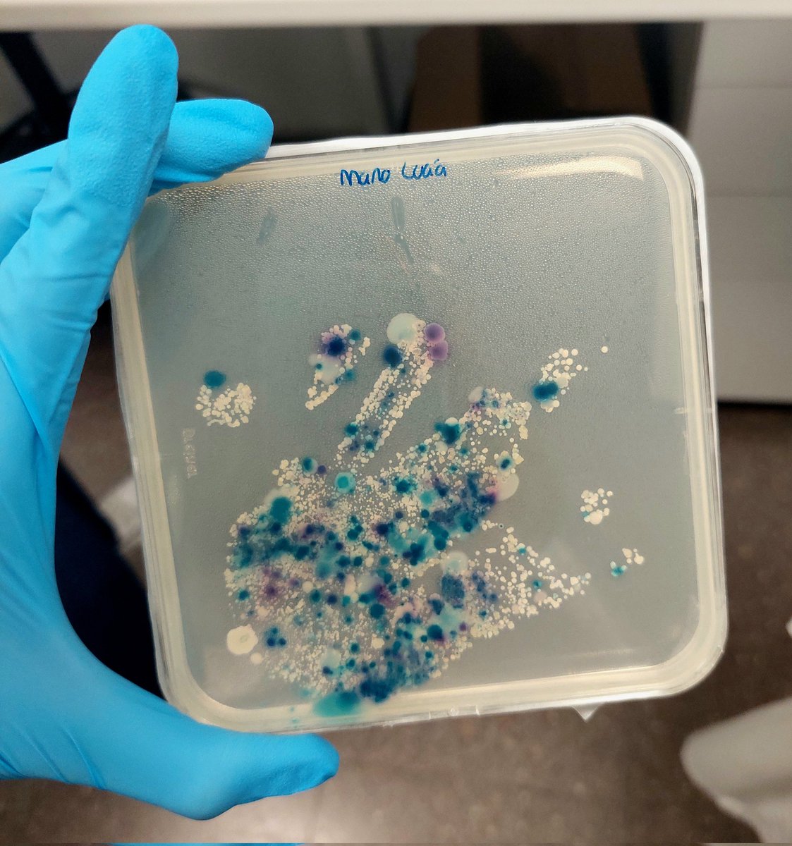 paula_micro's tweet photo. Todo preparado para la #NocheDeLosInvestigadores 🔬🧬
Os esperamos hoy de 17:00 a 22:00h en el @CaixaForum de Madrid. Los grupos #EcoEvoBioma y #EvodynamicsLab siempre de la mano ✋️🦠 https://t.co/FtH4s0d7La