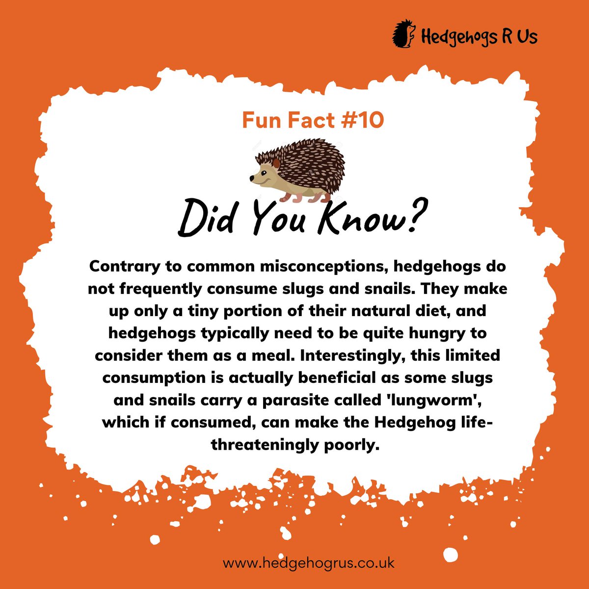 Hedgehogs R Us tweet media