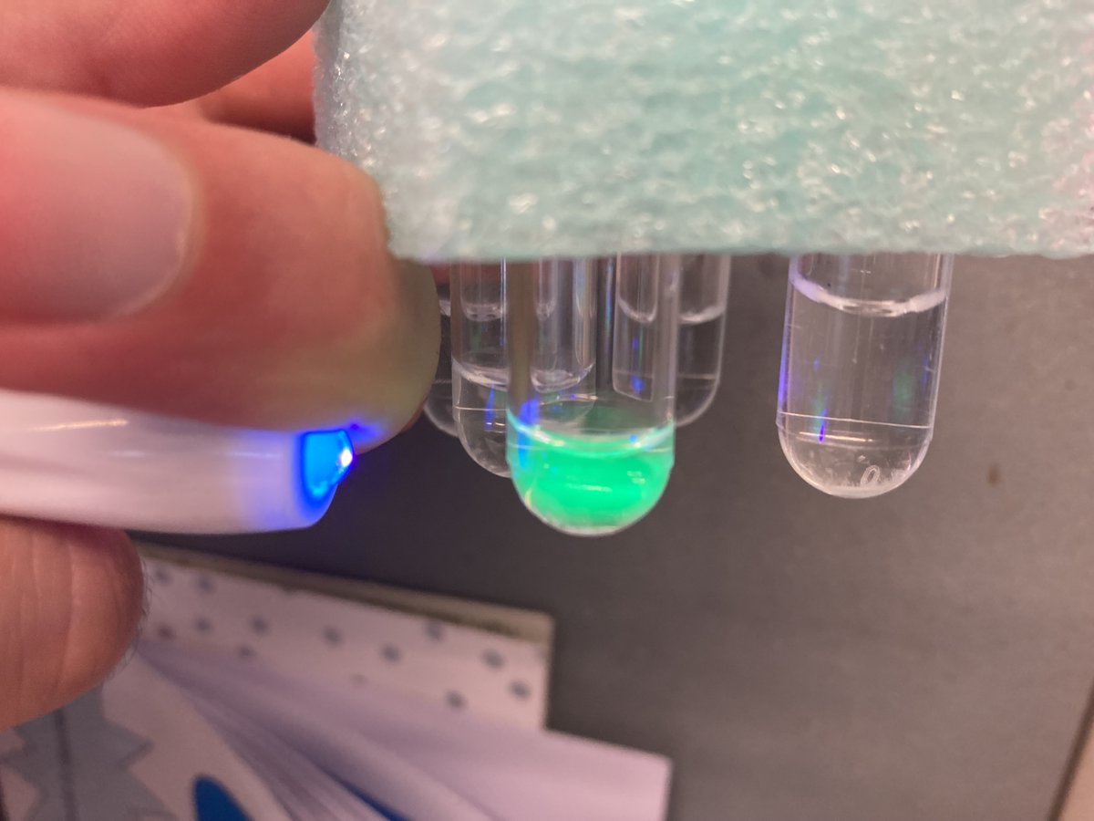 During the Sixth Form Biomedical Society practical sessions, students were introduced to the main techniques in molecular biology using a gene for Green Fluorescent Protein (GFP) from a deep-sea jellyfish and bacteria. #Science