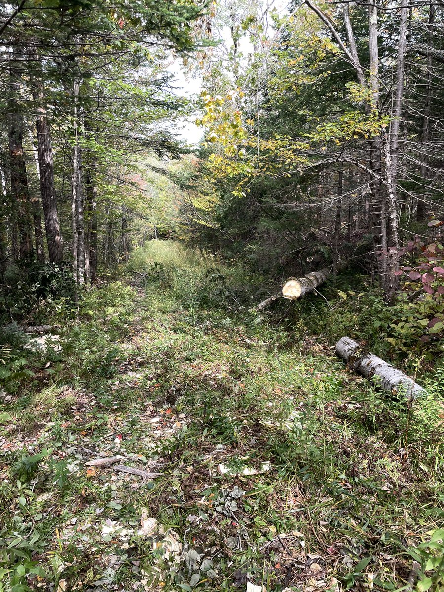 cooperhill's tweet photo. back at it. #trailwork #whitemountainNF https://t.co/7s936QkSas