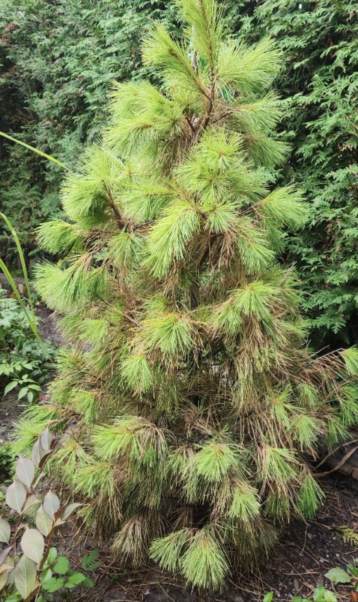 seanjamesdesign's tweet photo. (1 of 2) Hey folks! It’s that time of year. 😊 People are starting to ask me about dying evergreens. Generally, if they’re dying from the inside out, (the tips are still green), it’s just the old needles dying off. Nothing to worry about. https://t.co/9g2b8LIMwL