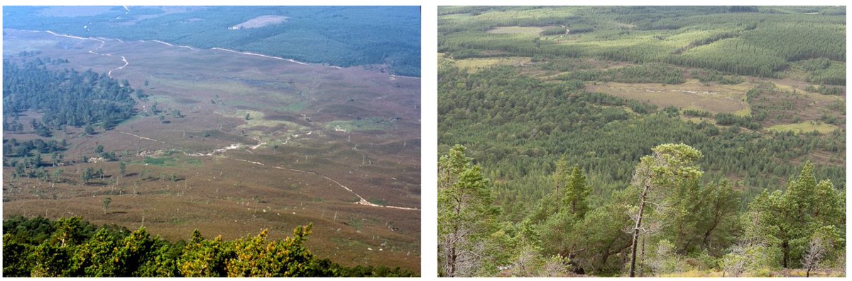 CairngormsCo's tweet photo. This is what 50 years of woodland expansion looks like. 

Our new research published in @JAppliedEcology demonstrates the potential of woodland expansion in the presence of deer... without fencing or extensive planting. 

📷 @nature_scot Invereshie 1973 - 2023, Ian Sargent. https://t.co/rHM0heTGqf