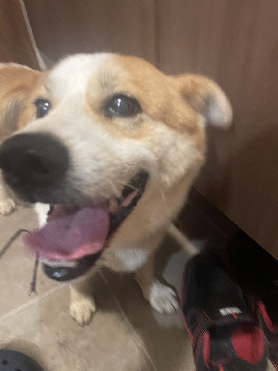 yuritora0278's tweet photo. 栃木市大平町にて迷子犬を保護しました
オス・白に茶色のぶち
カーキ、ブラック系の首輪付き
食欲もあり元気です

飼い主さんに届いて…！！

#栃木市
#大平町
#迷い犬 https://t.co/3mzvV4jFjA