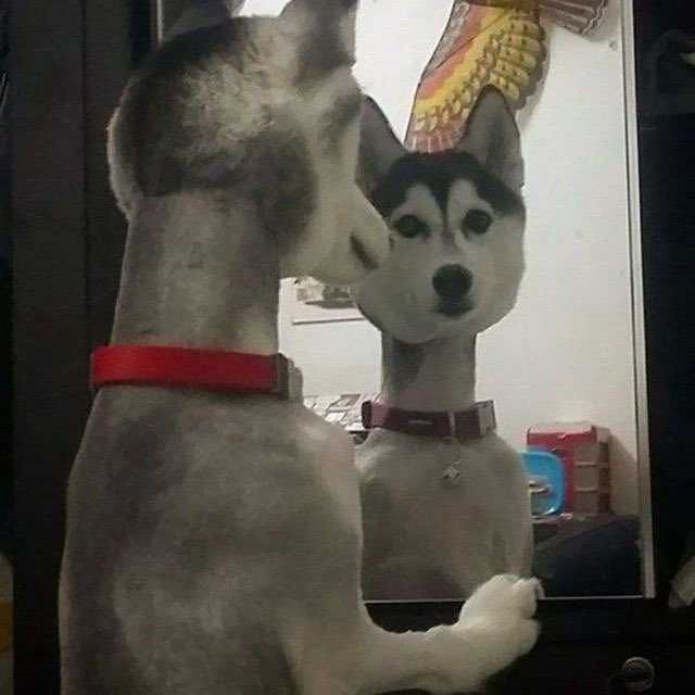 damn i messed up, we gotta go bold #furry #furryart #furryartwork