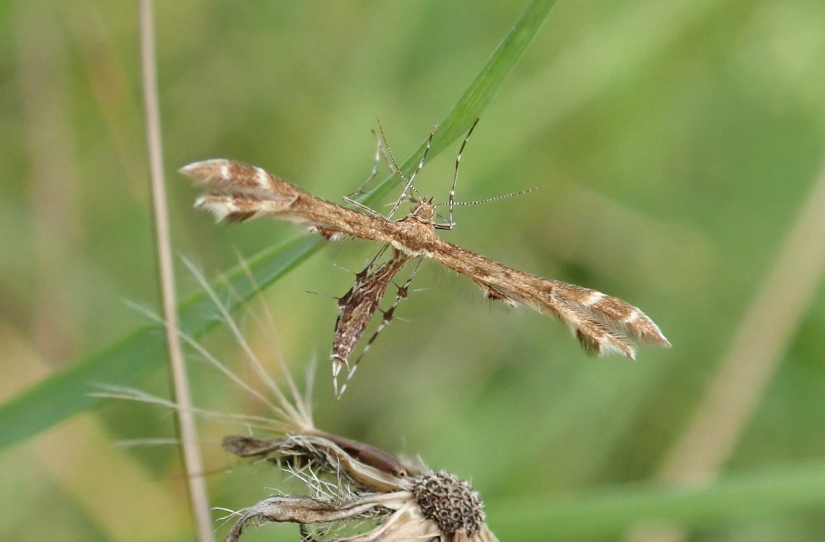 savebutterflies's tweet photo. Moth once presumed extinct in the UK found in the Chilterns 

During a survey, members of the @UpperThamesBC branch of Butterfly Conservation, counted 16 of the Downland Plume moth in a single hour 📝 🦋 

Read more: https://t.co/kQMv8Ow9DI

📸 : Sue Taylor

#MothsMatter https://t.co/WsqYVqtRTB