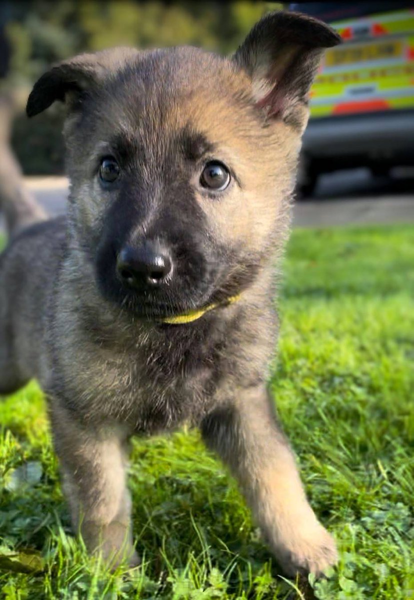 PSOSDogs's tweet image. Meet our newest recruit, #TPDKelpie. She is starting her career in the East of Scotland as a General Purpose dog. Hopefully she'll be as successful as her kennel mate, #PDChase. Wish her luck &amp;amp; if you see her out with #S319 say hello. We think she'll be great!

#FluffBallAlert