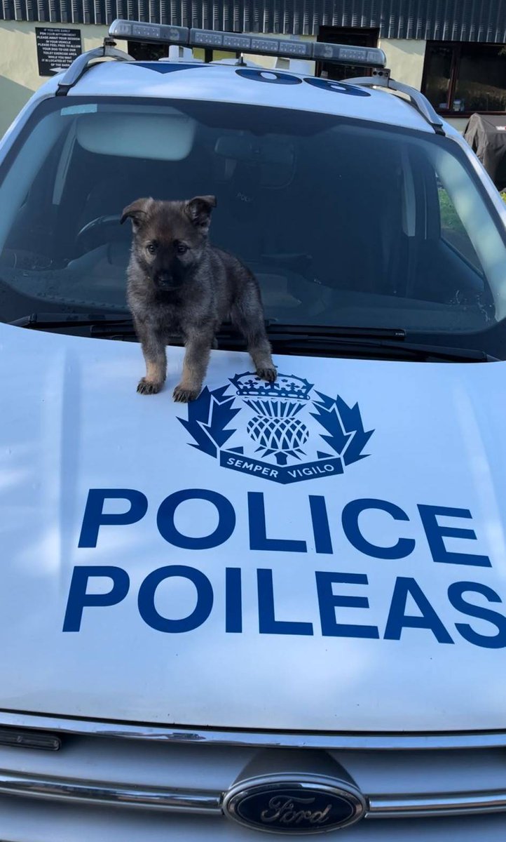 PSOSDogs's tweet image. Meet our newest recruit, #TPDKelpie. She is starting her career in the East of Scotland as a General Purpose dog. Hopefully she'll be as successful as her kennel mate, #PDChase. Wish her luck &amp;amp; if you see her out with #S319 say hello. We think she'll be great!

#FluffBallAlert