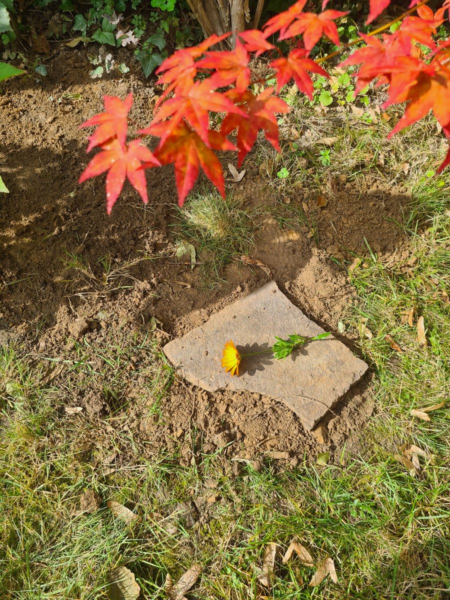 Ruhe in Frieden, kleine Seele 🐈🖤