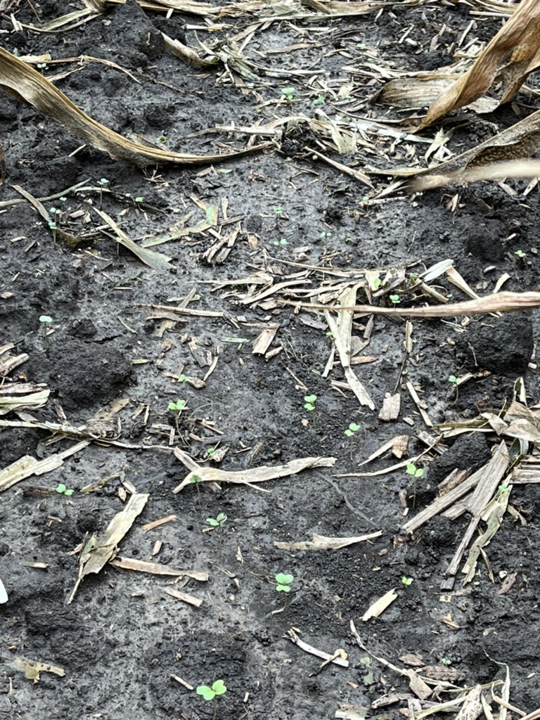 ethan_imoehl's tweet photo. @badgerbean I’ve noticed seed size makes a big difference on emergence consistency so far. Going to be interesting to watch how it turns out. https://t.co/4HZdrAUufk
