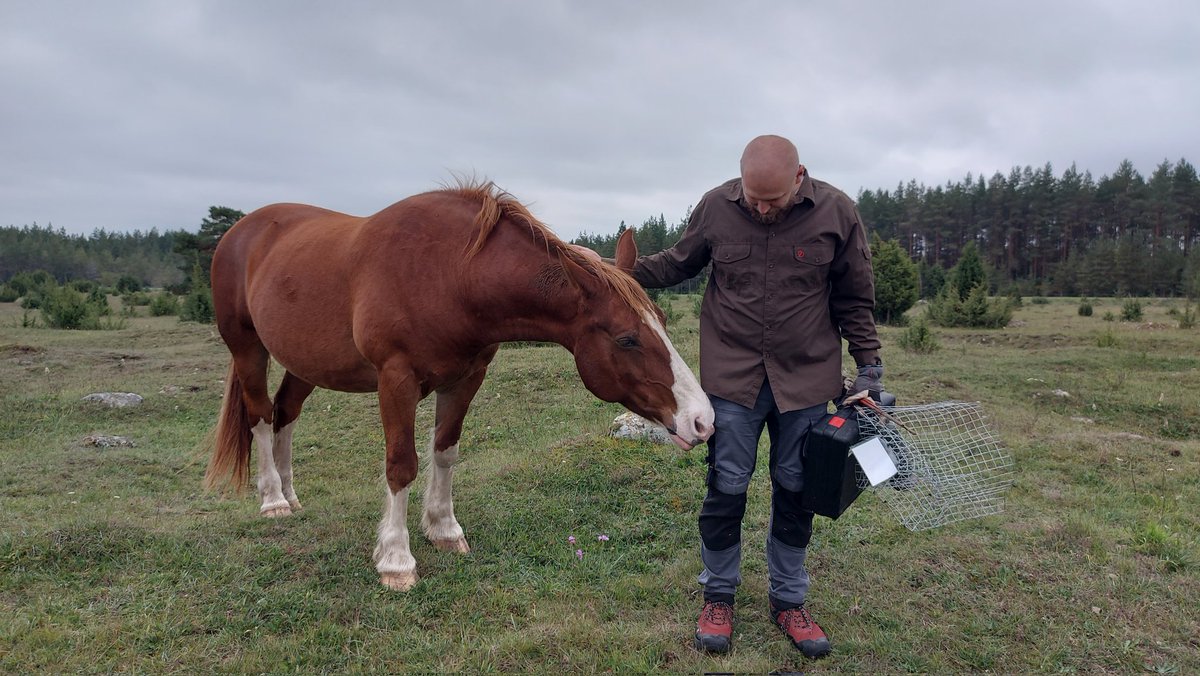 KKoorem's tweet photo. Finishing the field season๐ฅณ with mowing our #BugNet site after three days in beautiful Western-Estonia ๐๐๐ด๐ https://t.co/WrNLeS4l5b