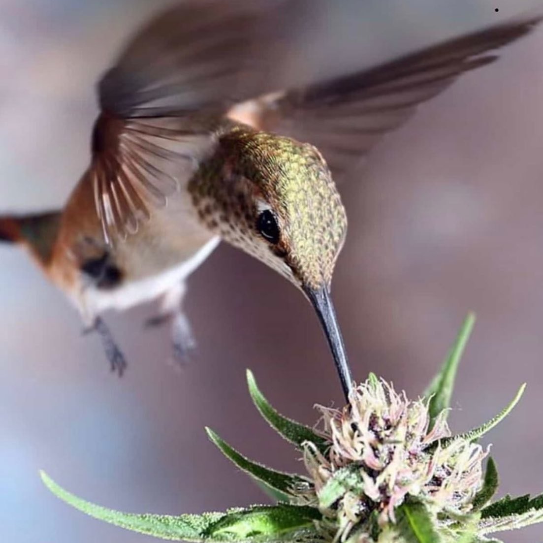 Nature's nectar 🌷🐦

📸 Doobie Duck