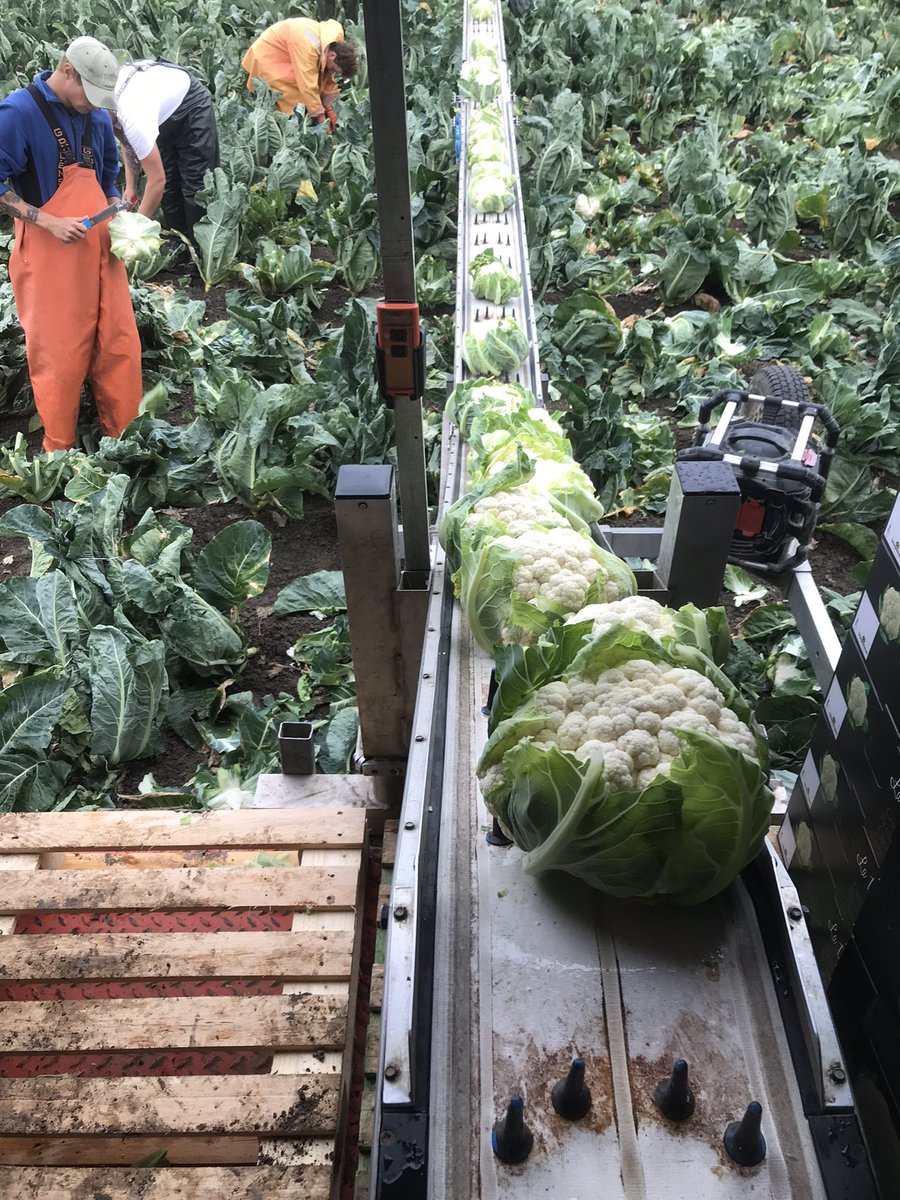 Lekker bloemkool oogsten #bloemkool