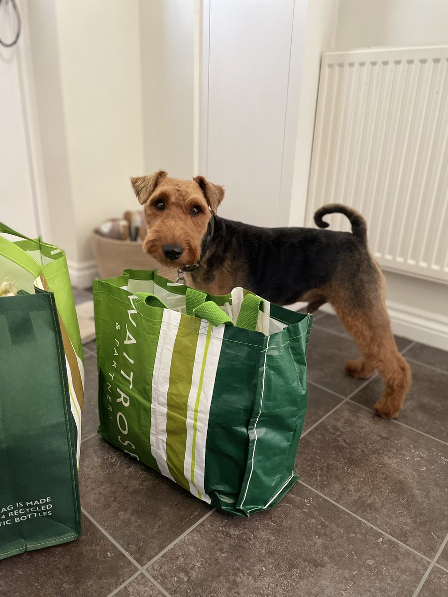 OH HULLO … ARE THERE ANY TASTY THINGS IN HERE FOR ME PLEASE MUMMY? 💚 @waitrose #hopefulchops #welshterrier