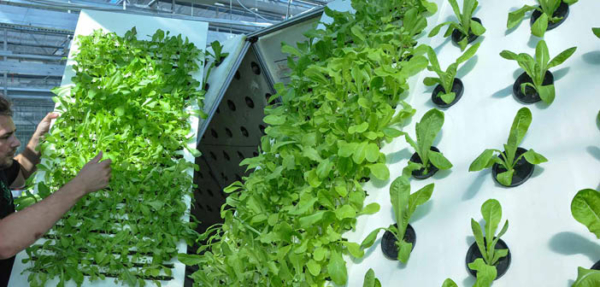 ACTgreenhouse's tweet image. Pilot testing opportunity: Freya cultivation systems unveils new greenhouse cultivation system

Read more via #HortNews &amp;gt;&amp;gt; hortnews.com/articles/horti…

#greenhouse #AEROFRAME