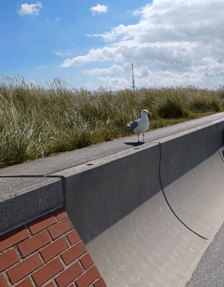 Knatterentchen's tweet photo. @FotoVorschlag Möwe auf der Mauer auf Borkum #FotoVorschlag #365Projekt #52Projekt https://t.co/4K7aSrTv4z