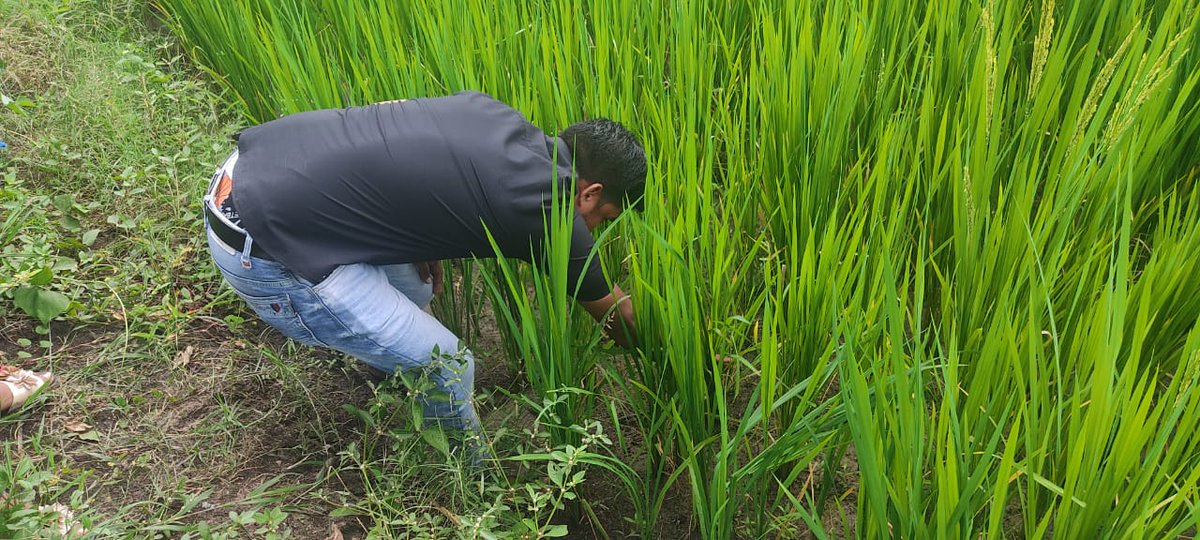 CG Agricon Samiti (@agriconsamiti) on Twitter photo Tiller counting 1×1 sqft, at Kawardha block.
<a href="/Commonland/">Commonland</a> <a href="/manasgr88/">manas banerjee</a> <a href="/Manisha_M14/">Manisha Motwani</a> <a href="/harma_harma/">Harma Rademaker</a> <a href="/surendra97123/">Surendra Sonkar</a> <a href="/deepak02085791/">Deepak bagri</a> <a href="/chandelnitesh12/">Nitesh chandel</a>
#field #visit #kavir #volunteers #agriculture #work #team Tiller counting 1×1 sqft, at Kawardha block.
<a href="/Commonland/">Commonland</a> <a href="/manasgr88/">manas banerjee</a> <a href="/Manisha_M14/">Manisha Motwani</a> <a href="/harma_harma/">Harma Rademaker</a> <a href="/surendra97123/">Surendra Sonkar</a> <a href="/deepak02085791/">Deepak bagri</a> <a href="/chandelnitesh12/">Nitesh chandel</a>
#field #visit #kavir #volunteers #agriculture #work #team