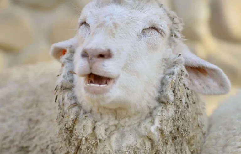 GossipRoomOff's tweet photo. 🚨 Un fait-divers hallucinant ? Un troupeau de moutons a dévoré 300 kg de cannabis, près de Almyros, en #Grèce. Les bêtes, qui vivent en liberté, se sont introduites dans une serre de cannabis médical après que les inondations qui ont suivi le passage de la tempête Daniel ont dévasté leurs sources de nourritures habituelles.

"Ils étaient tous fous... Ils sautaient plus haut que les chèvres !" témoigne Yannis, le propriétaire de la culture, qui ne sait pas "s’il doit en rire ou en pleurer". 🐑🇬🇷 (via FranceInfo)
